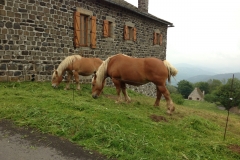 horses grazing in | chevaux paissant en Maziaux Auvergne